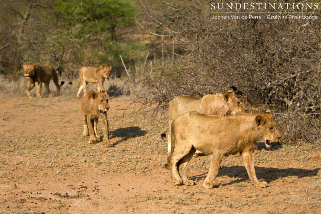Lions on the move Lions on the move