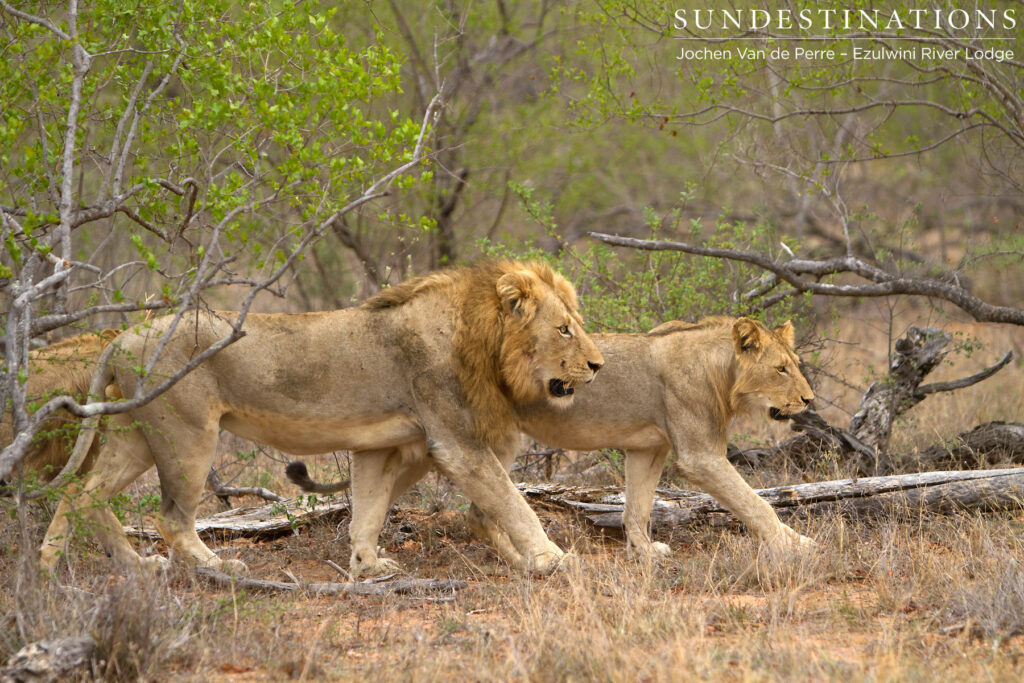 'Mohlabetsi' lions moving through the bush 'Mohlabetsi' lions moving through the bush