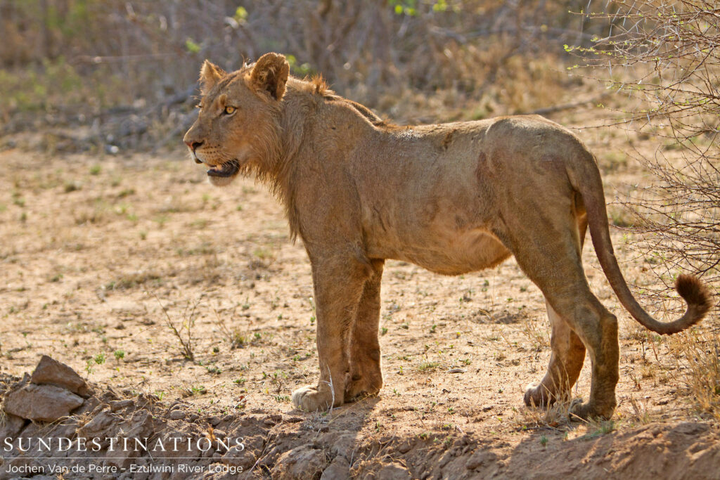 Young male full after a meal Young male full after a meal