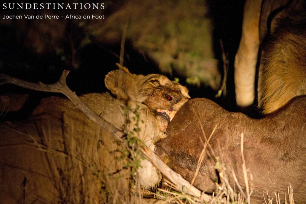 Ross Breakaway lioness on buffalo kill