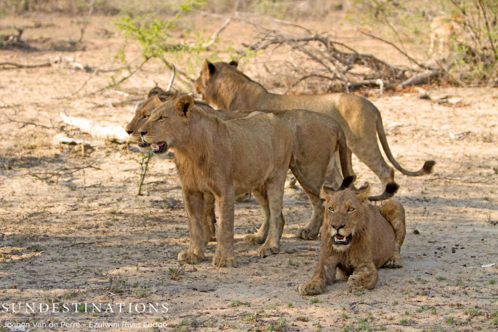 Members of the OW split/Mohlabetsi pride Members of the OW split/Mohlabetsi pride