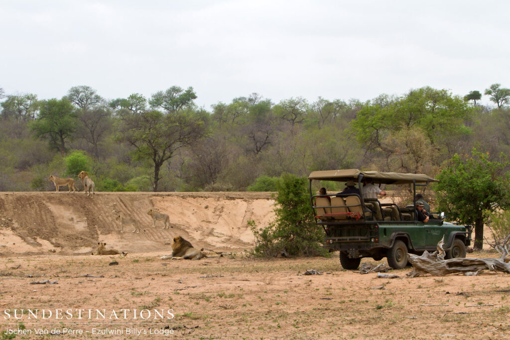 Ezulwini guests watching lions Ezulwini guests watching lions