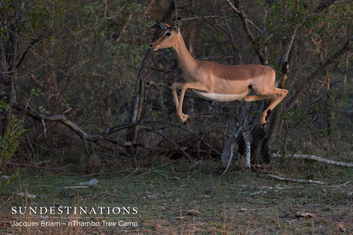 Impala Leap A brilliant image of an impala leaping