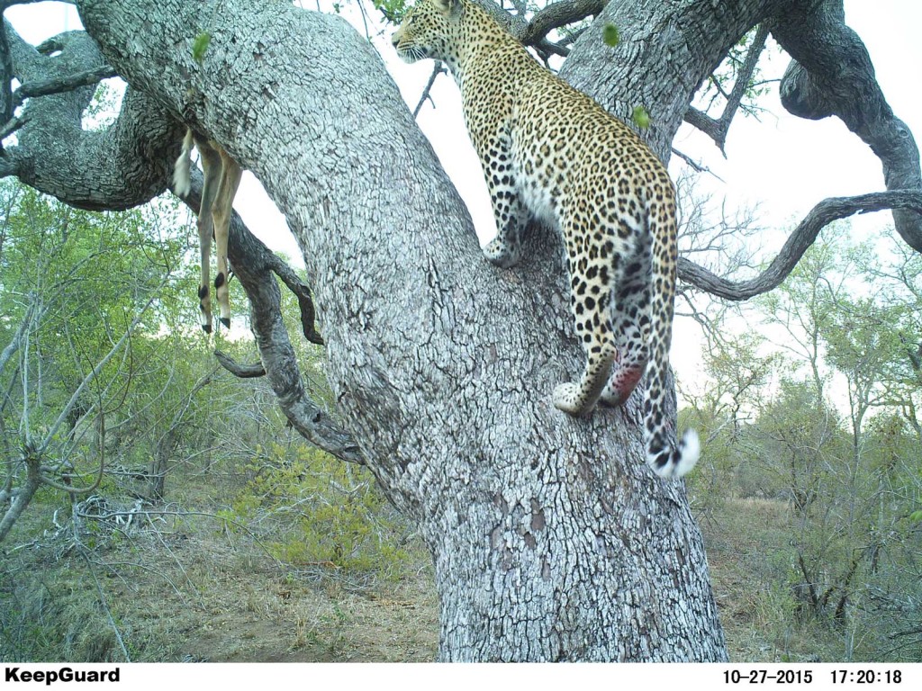 Back to the impala kill