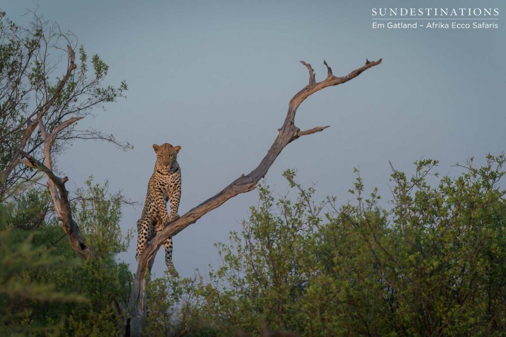 Moremi leopard getting a better look Moremi leopard getting a better look