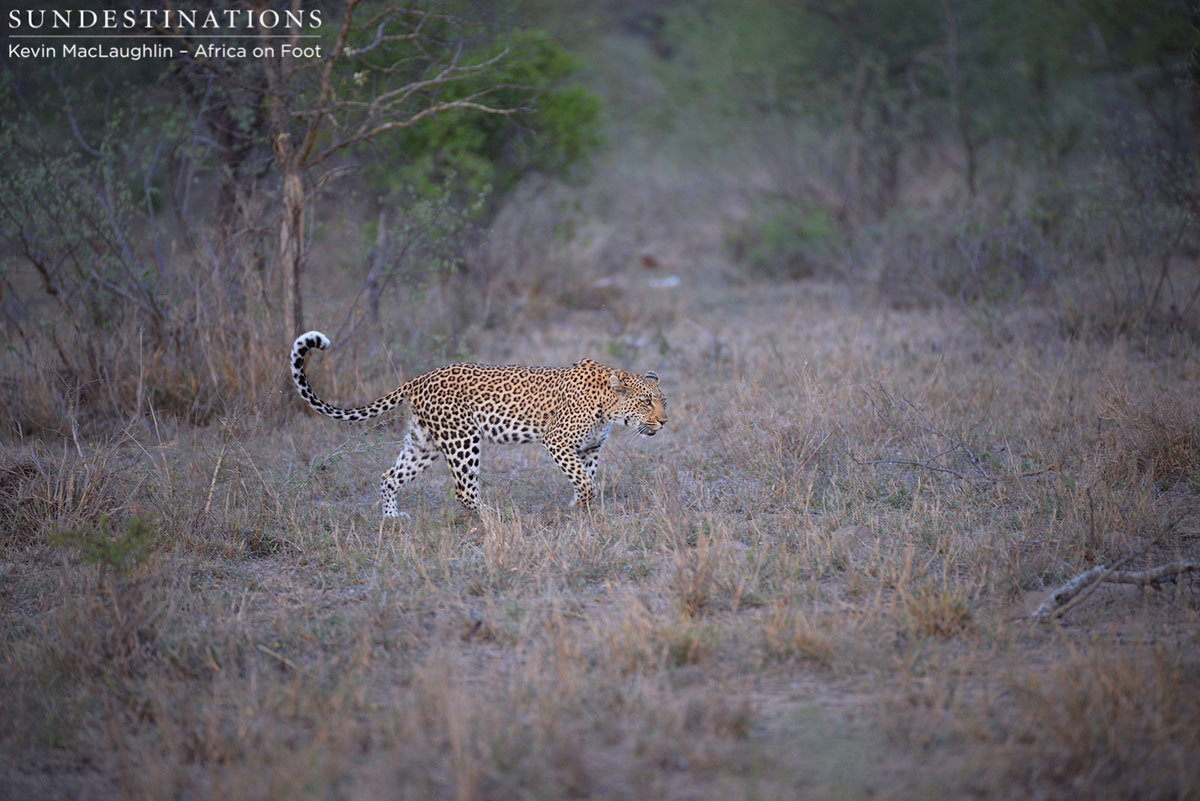 Rhulani Leopard