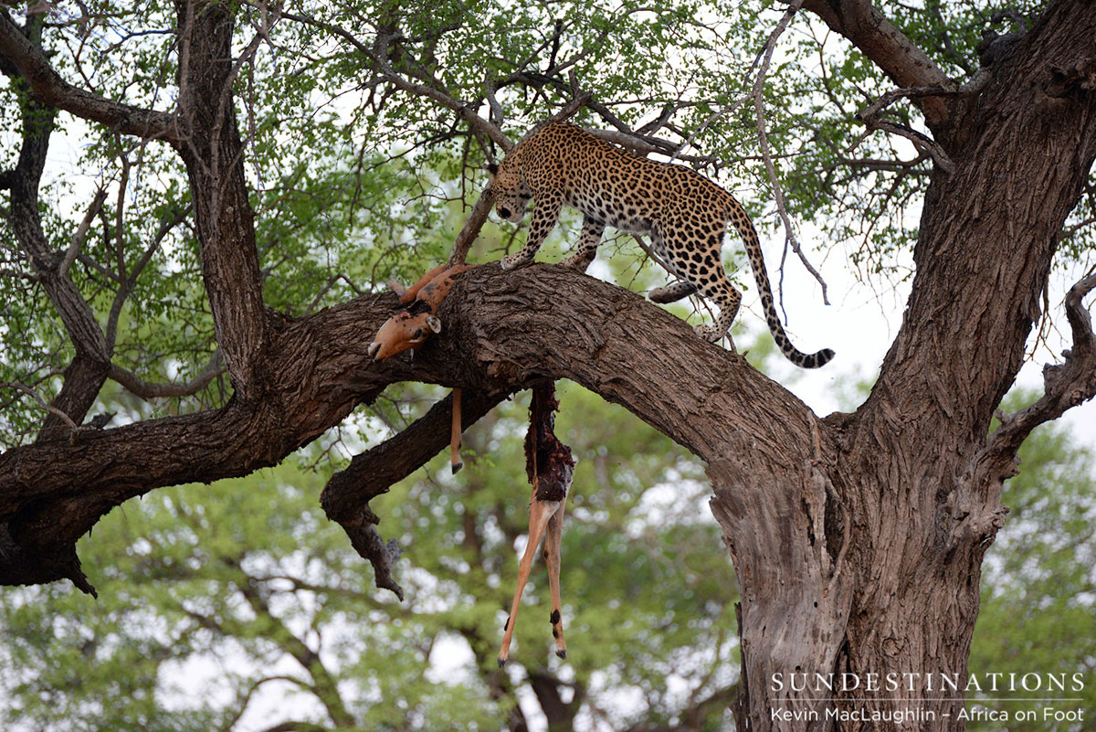 Leopard Kill