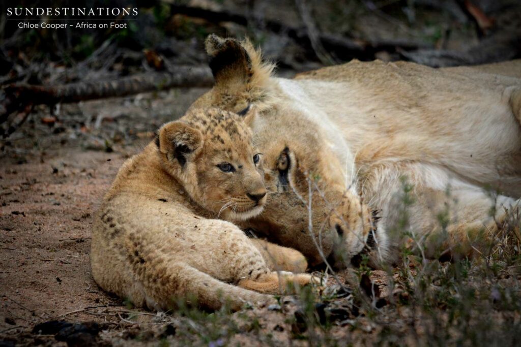 Lioness and cub