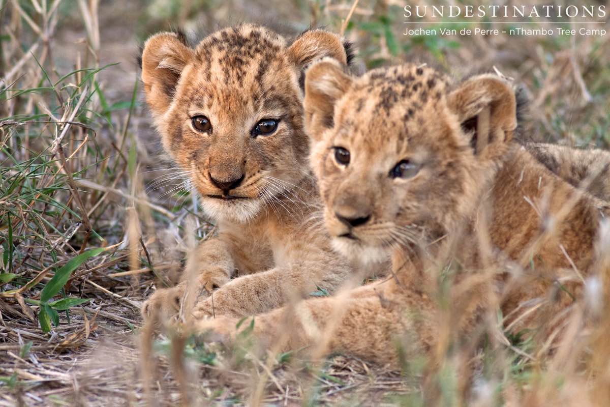 Lion Cubs Lion Cubs