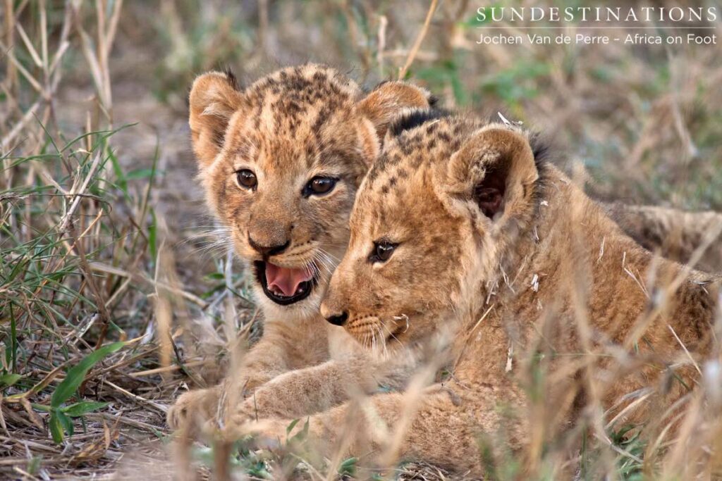 Ross Pride Cubs
