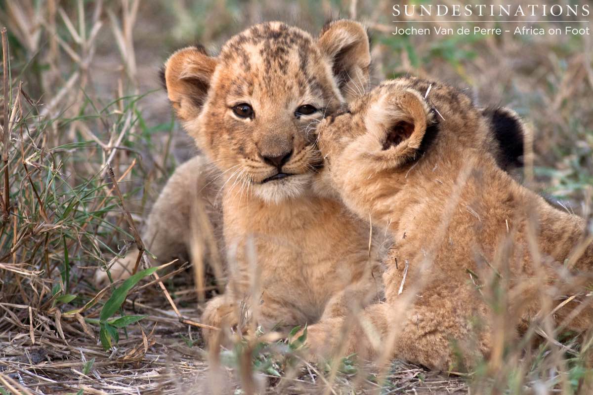 Lion Cubs Playing Lion Cubs Playing