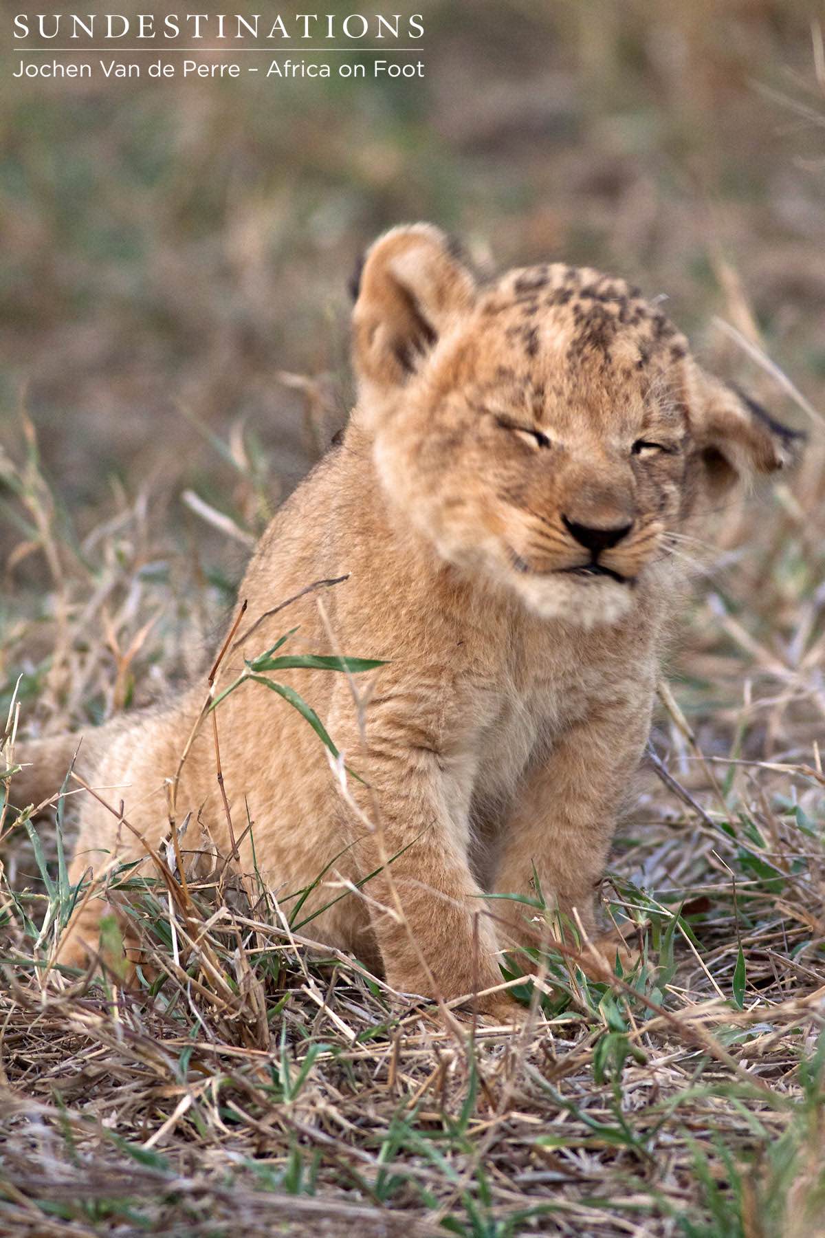 Lion Cub Portrait Lion Cub Portrait