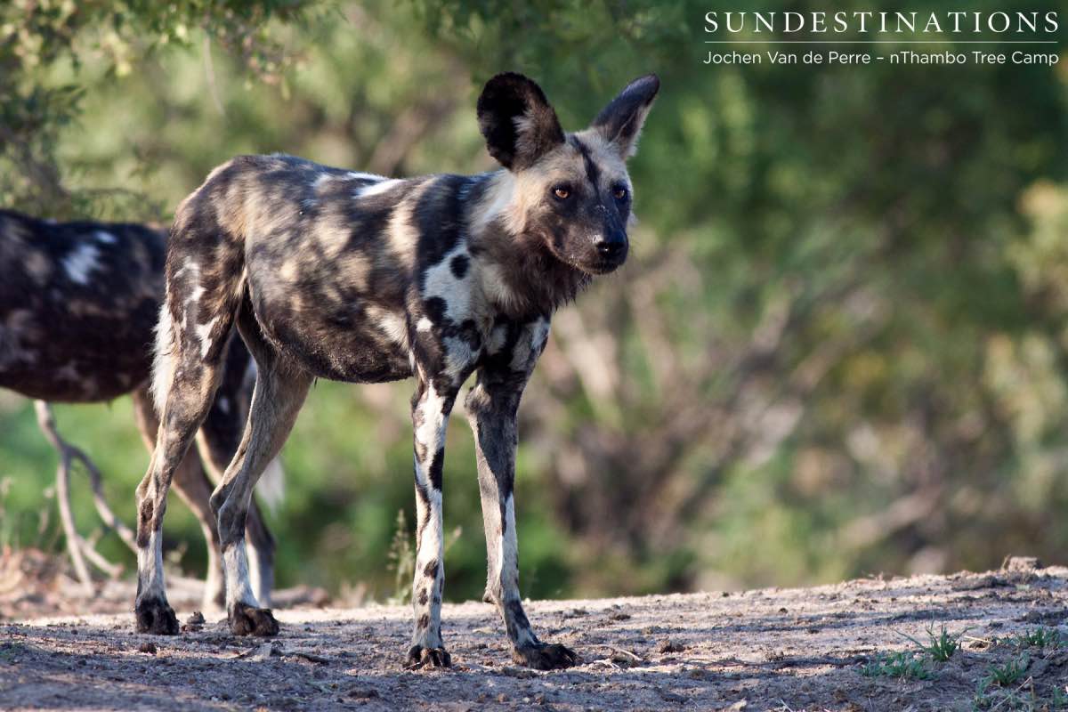Wild Dog Pups