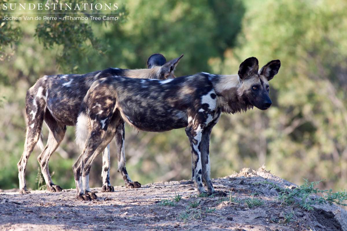 Pair of Wild Dogs