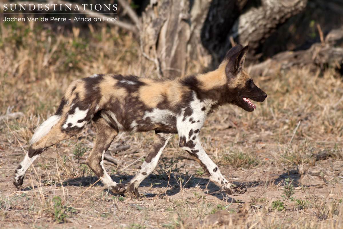 Lone Wild Dog Pup