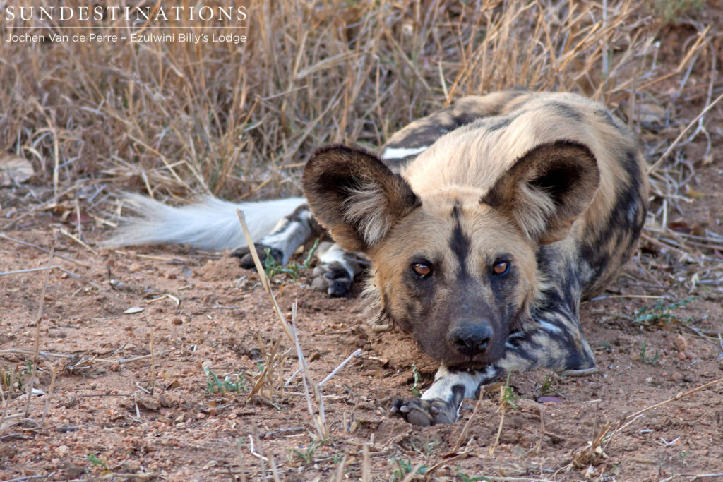 African wild dog resting