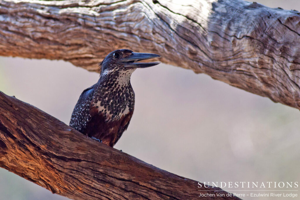 Giant kingfisher ready to strike