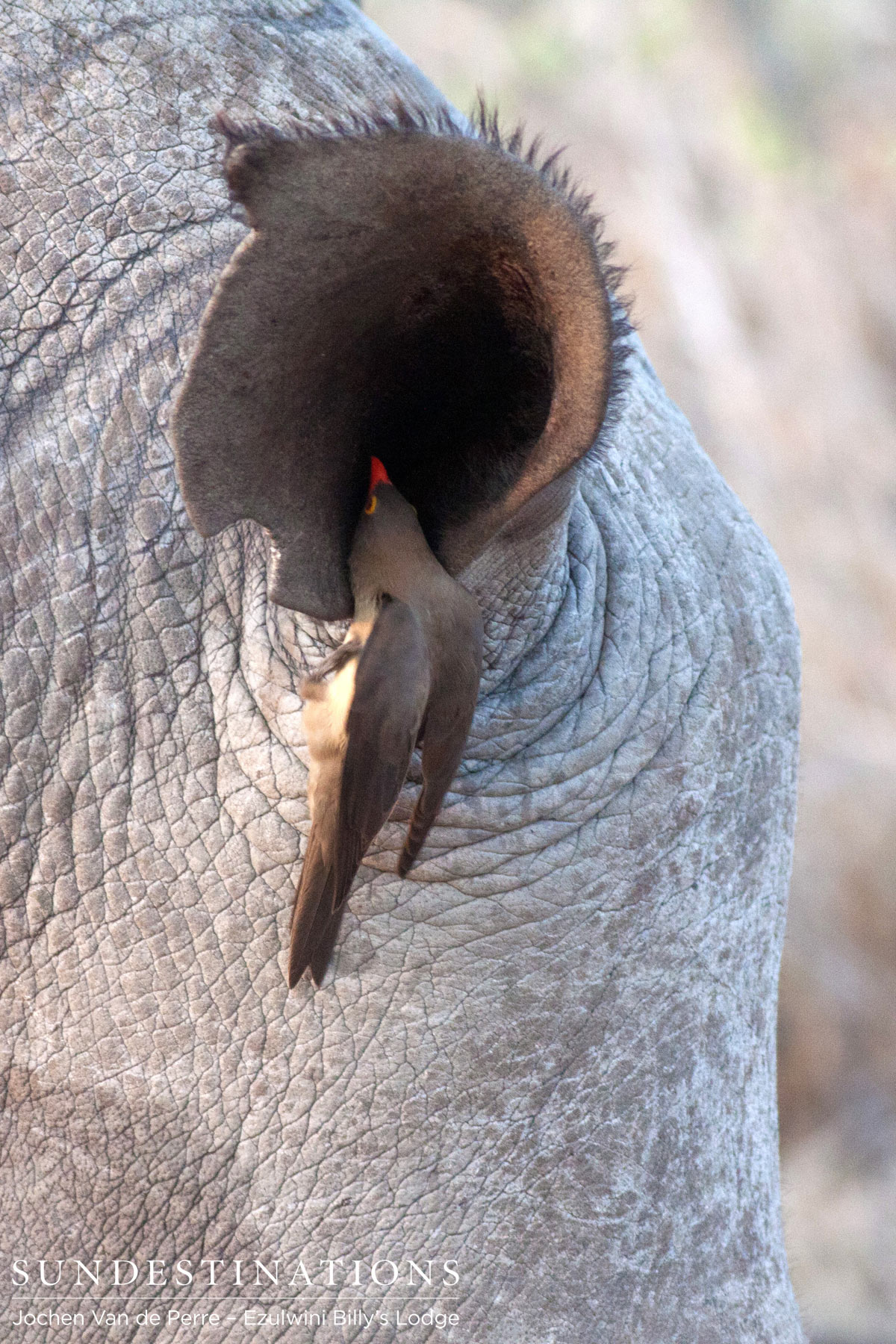 Oxpecker Oxpecker