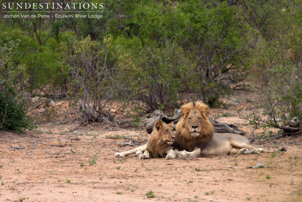 Big male and his growing son Big male and his growing son