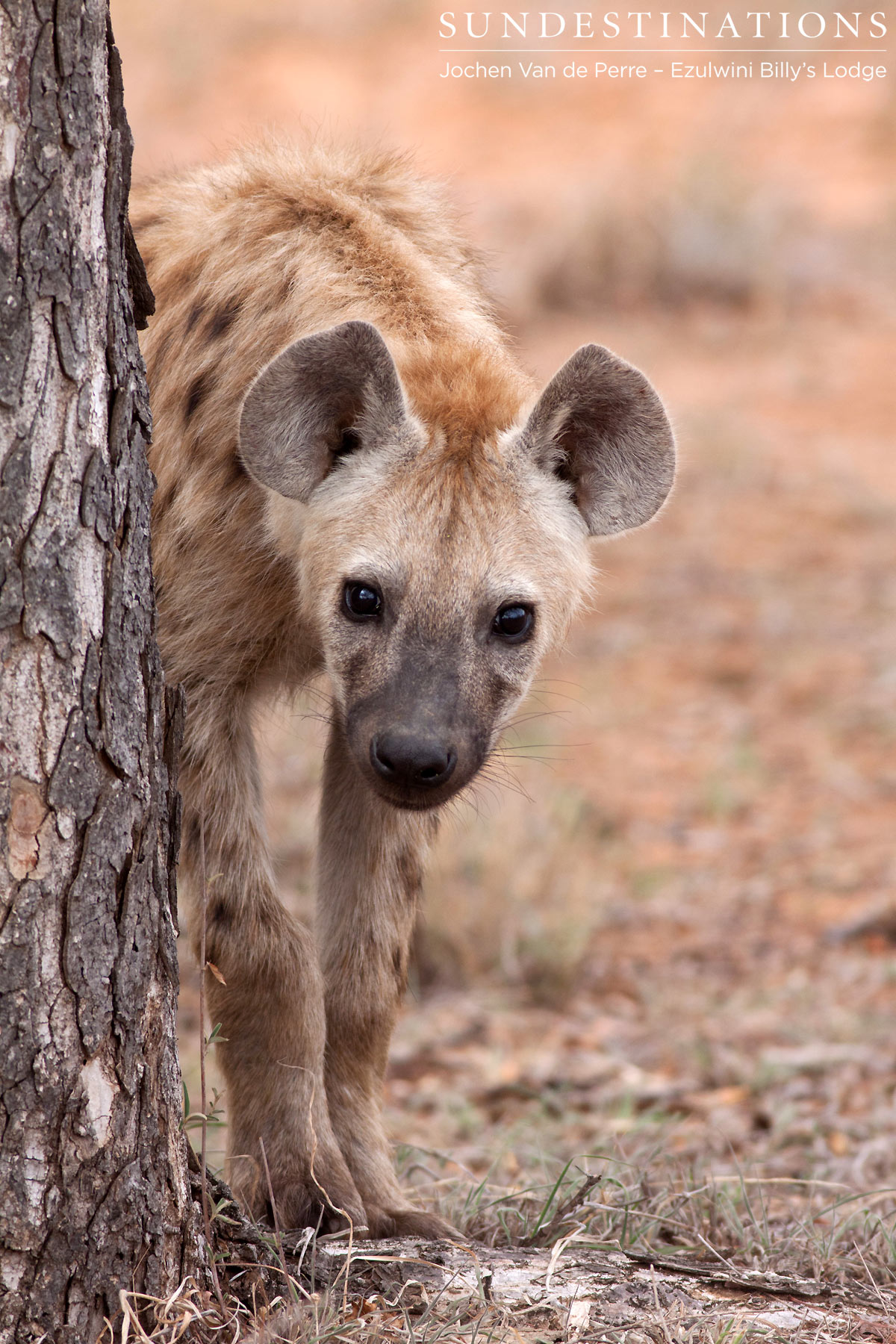 Hyena Lies in Wait Hyena Lies in Wait