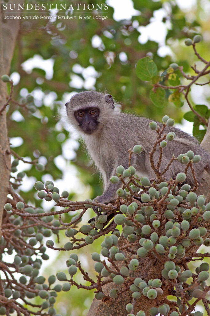 Vervet monkey among the figs Vervet monkey among the figs