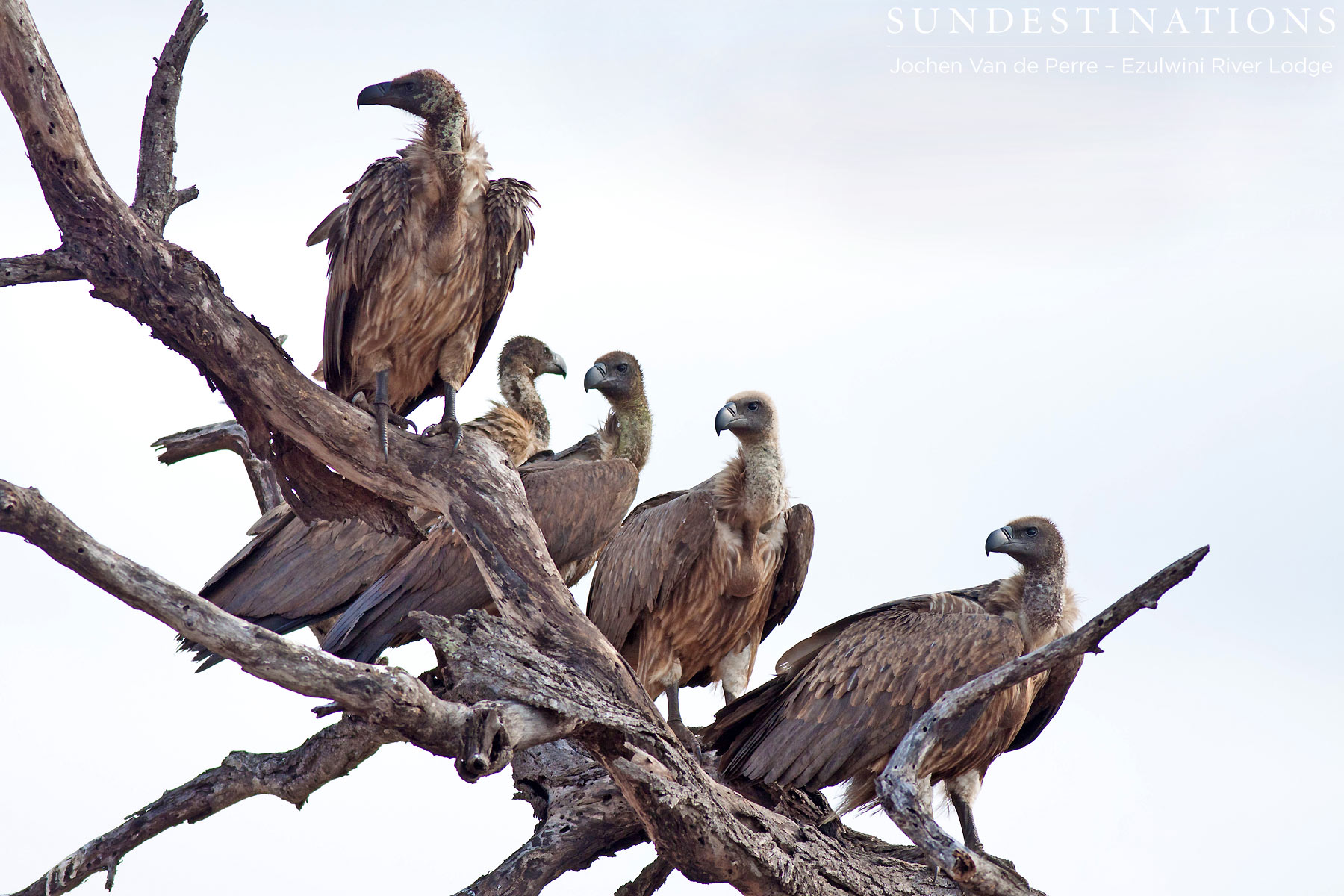 White-backed vultures lining up White-backed vultures lining up