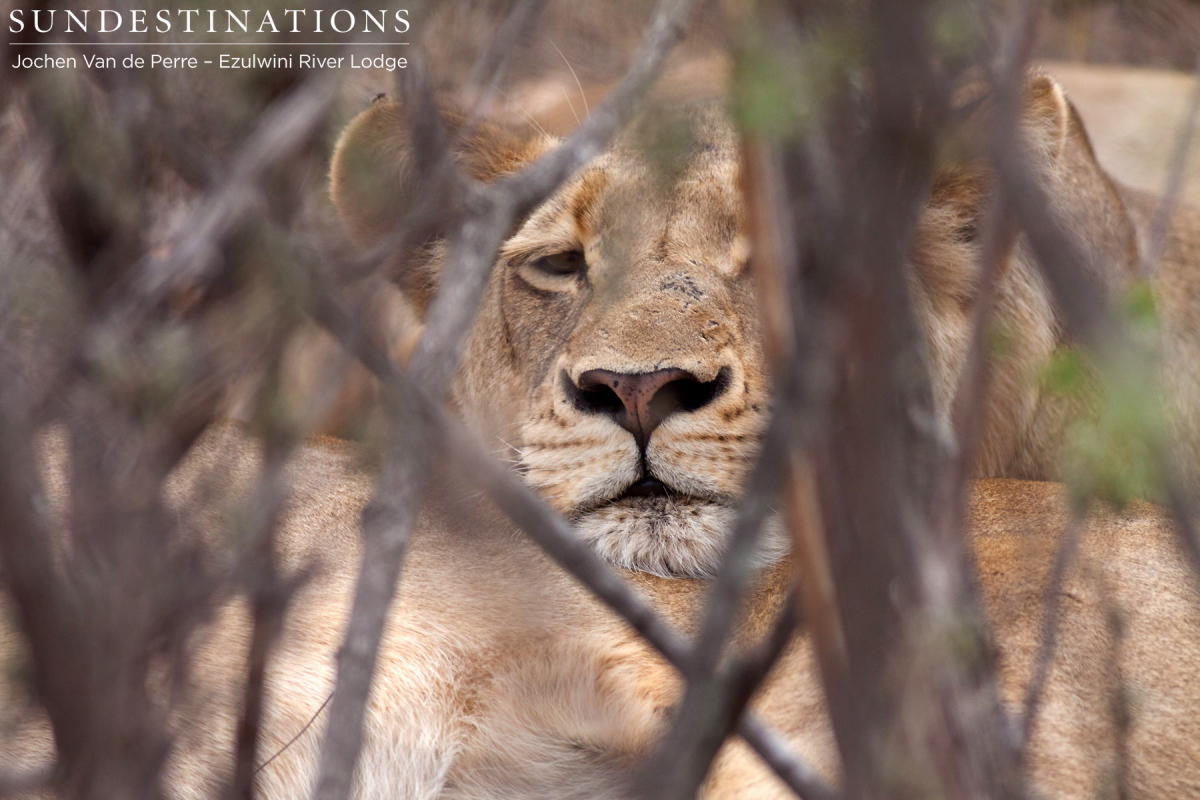 Balule Pride in Thicket