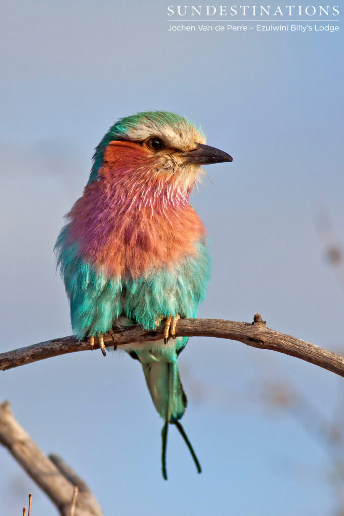 Lilac-breasted roller. The poser. Lilac-breasted roller. The poser.