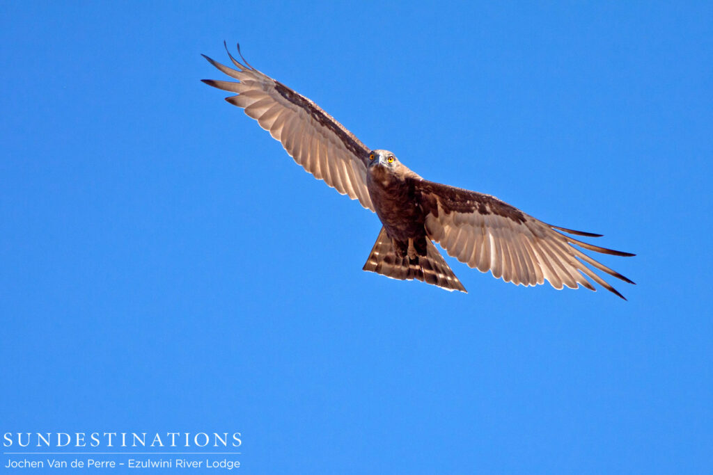 Brown snake eagle in flight