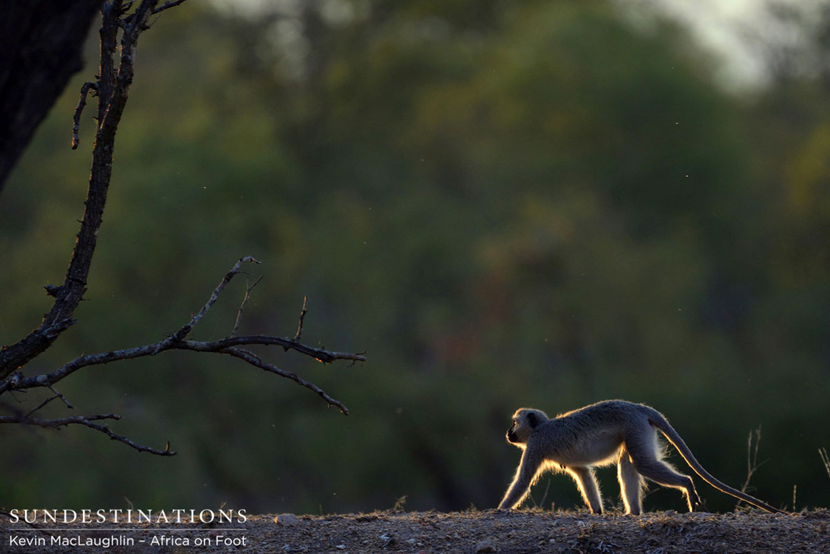 Vervet Monkey Vervet Monkey