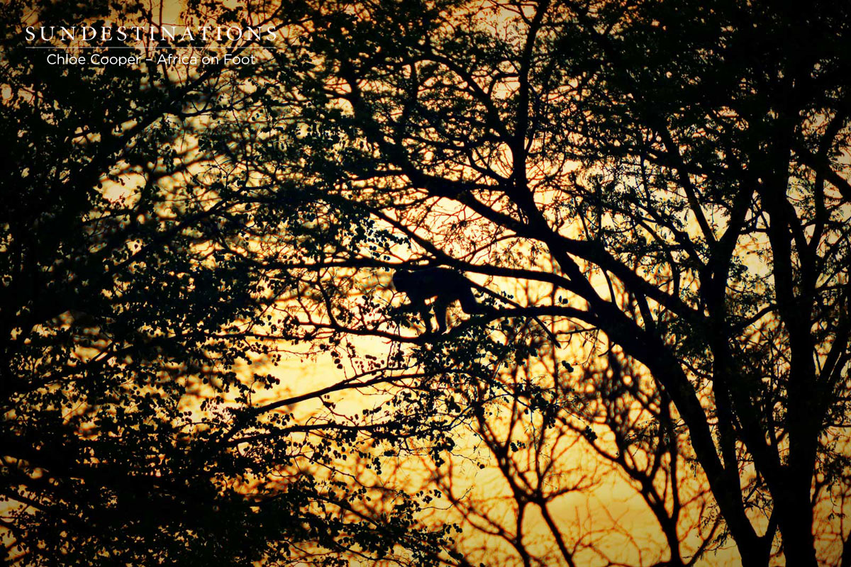 Vervet Monkey in Tree Vervet Monkey in Tree