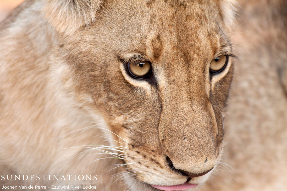 Olifanst West Sub-Adult