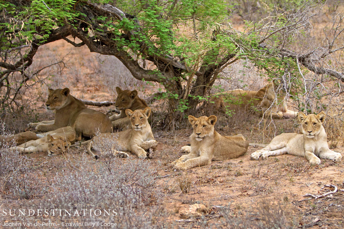 Pride of Lions in Balule
