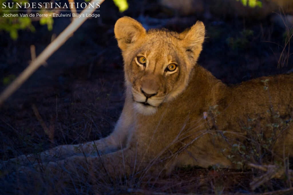 Olifants West Pride of lions at night.