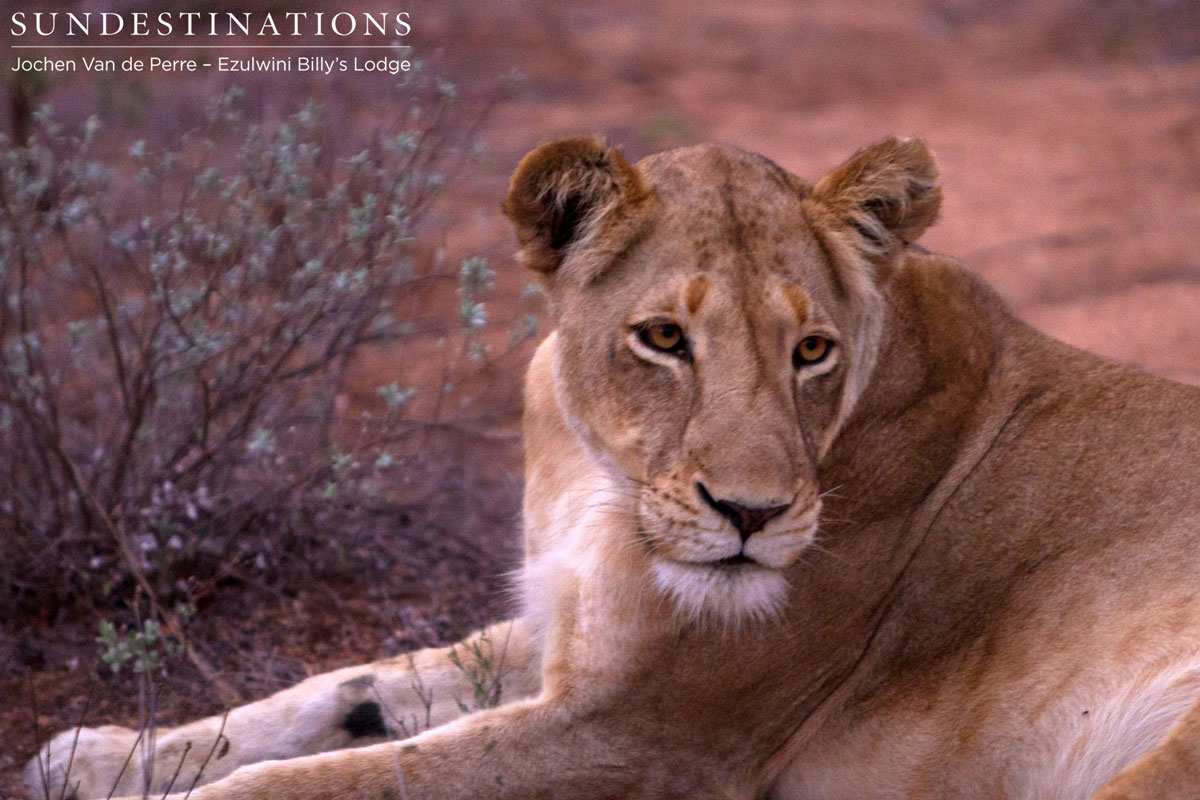 Olifants Pride roams the Balule