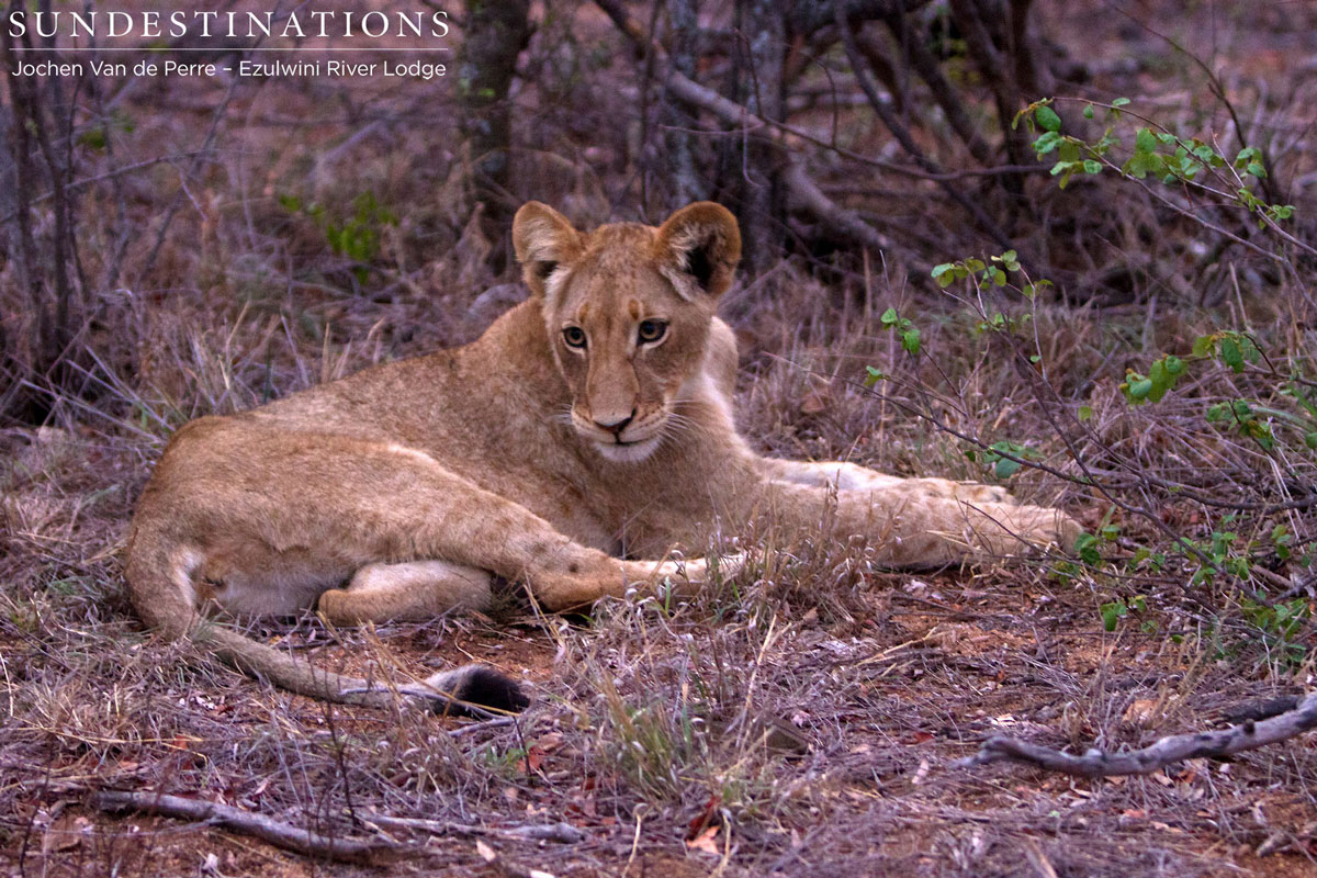 Olifants West pride of lions