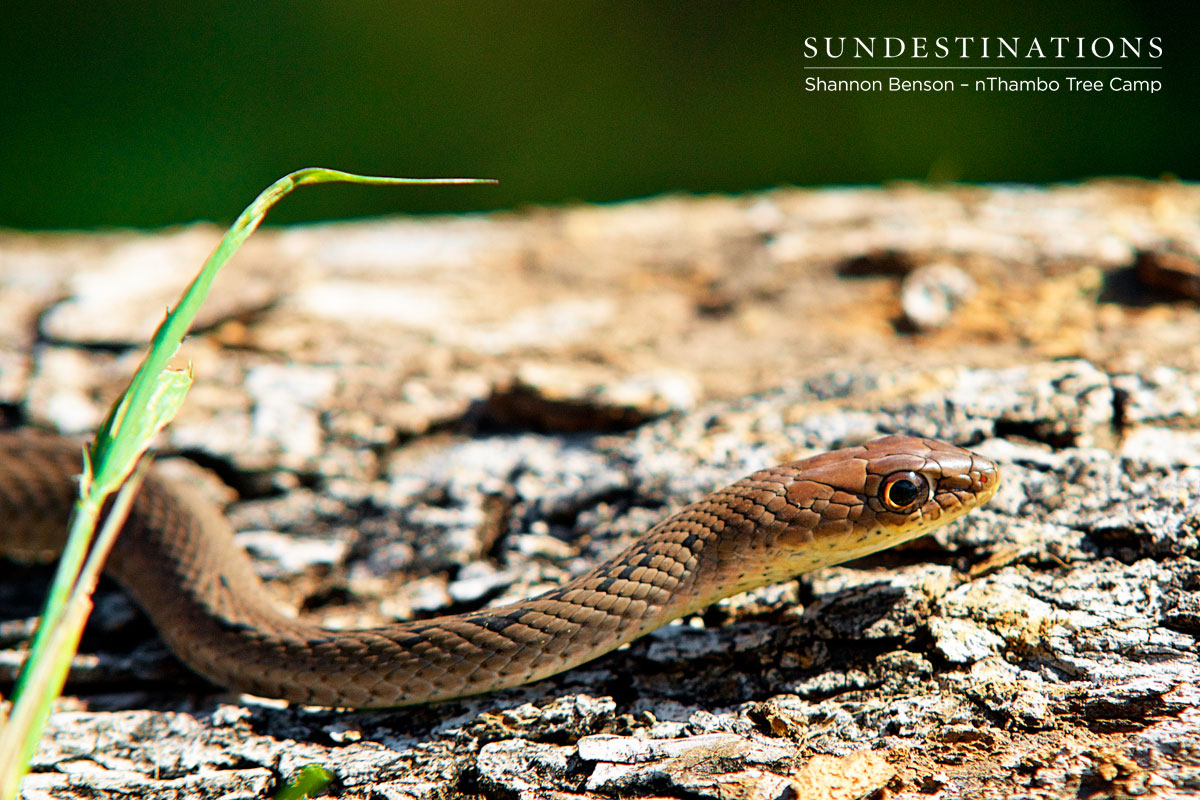 Olive Grass Snake nThambo Olive Grass Snake nThambo