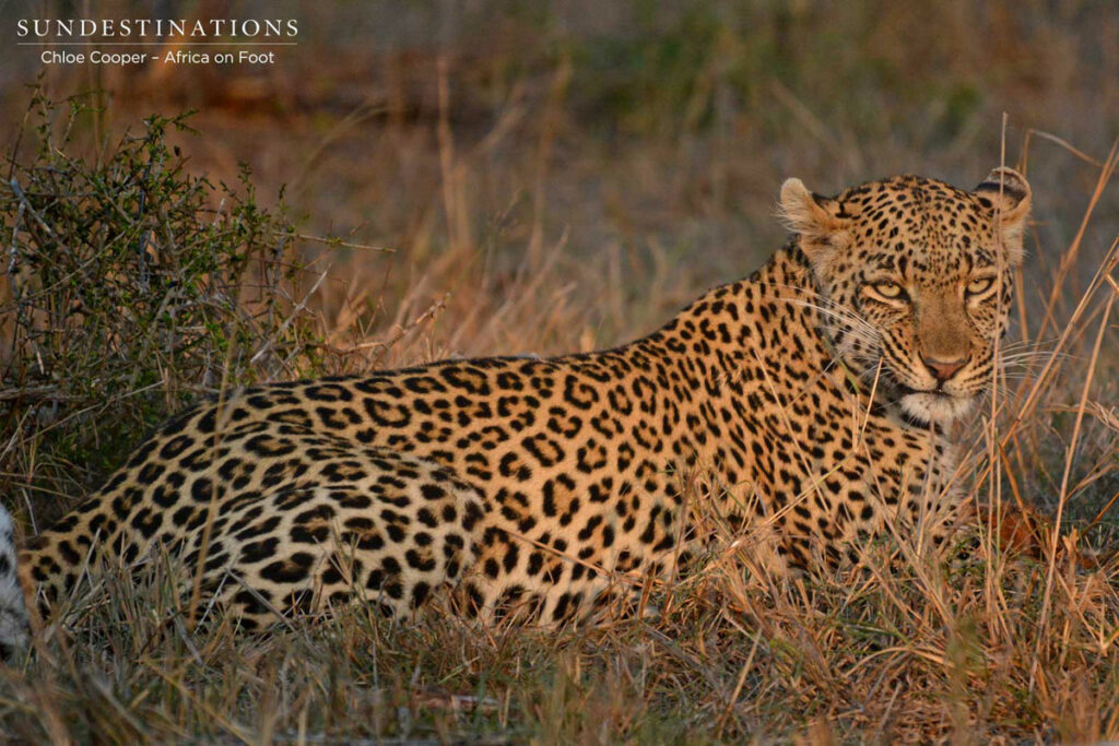 Leopard Rhulani