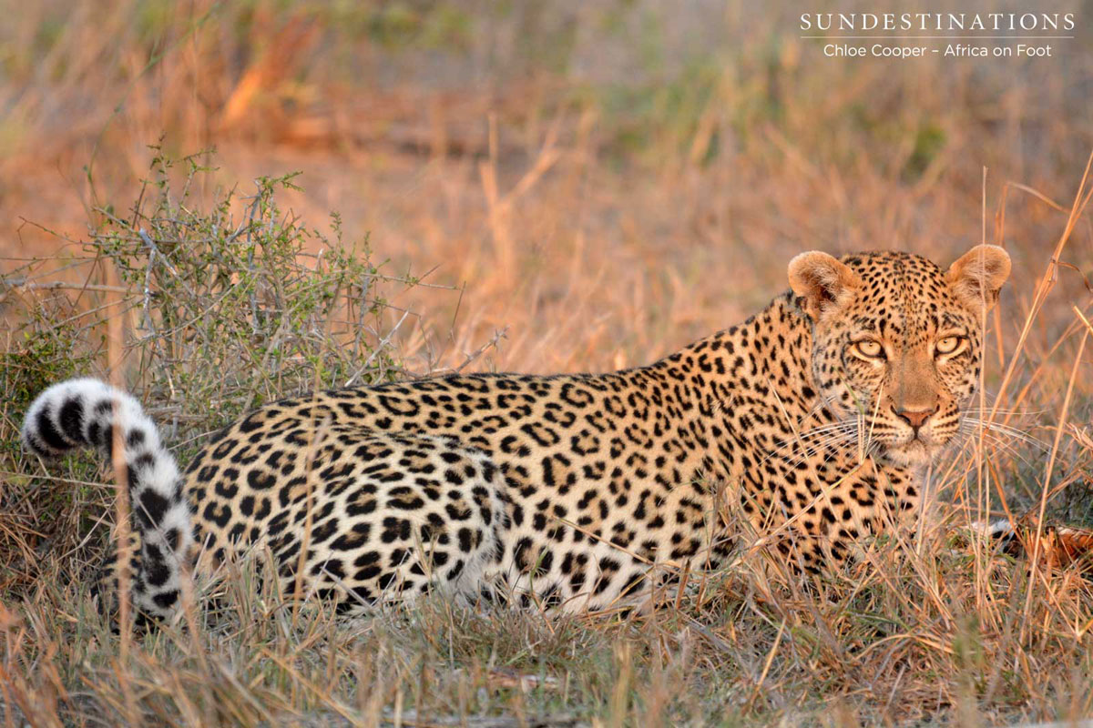 Rhulani Leopardess