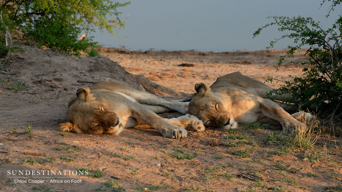 Ross Pride Lionesses