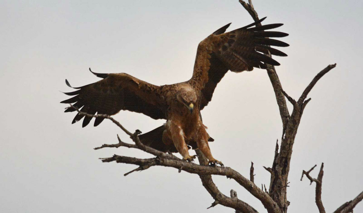 Tawny Eagle Tawny Eagle