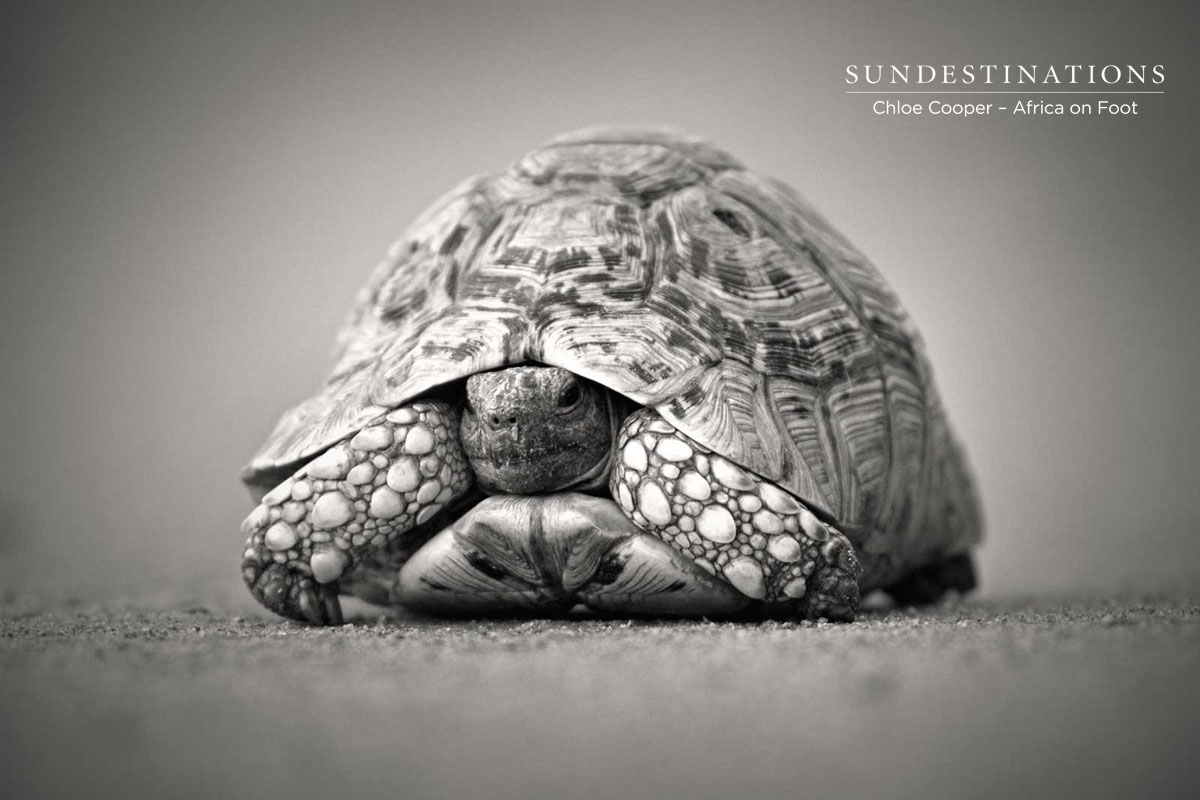 Tortoise - Africa on Foot Tortoise - Africa on Foot