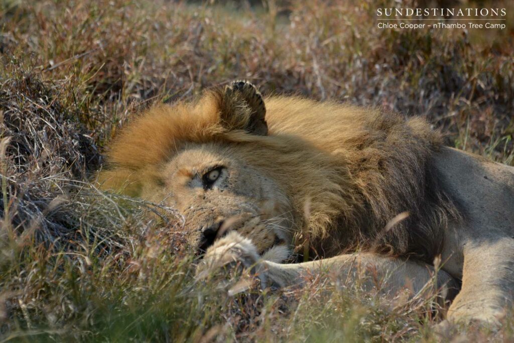 Trilogy male sleeping with one eye open