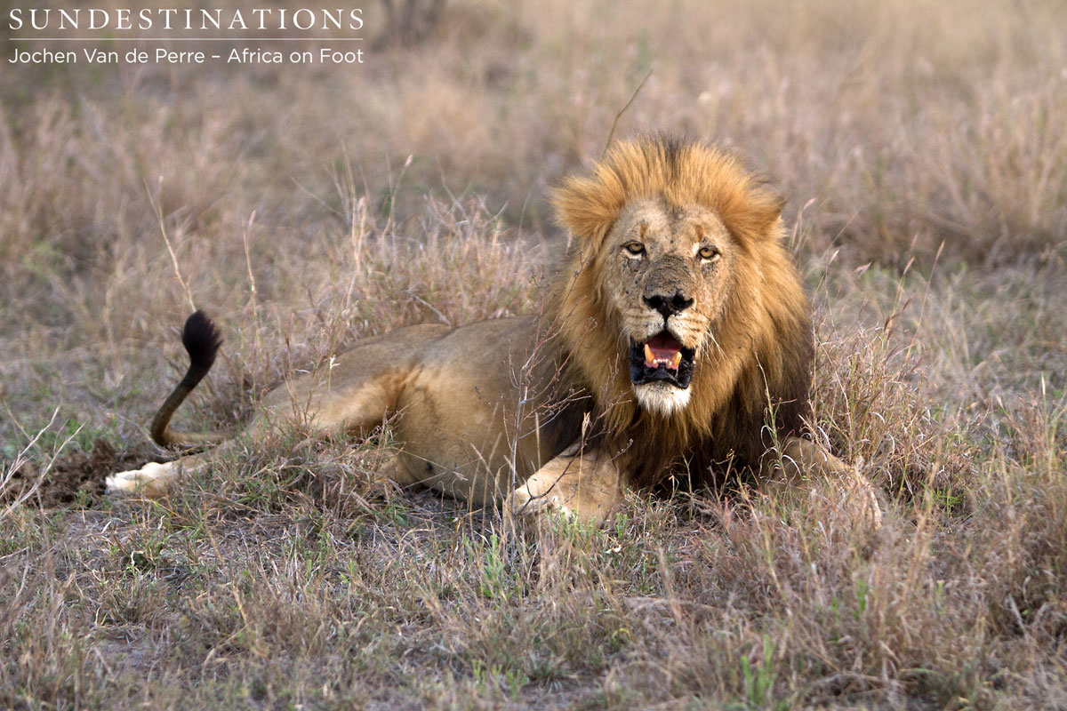 Trilogy Lion