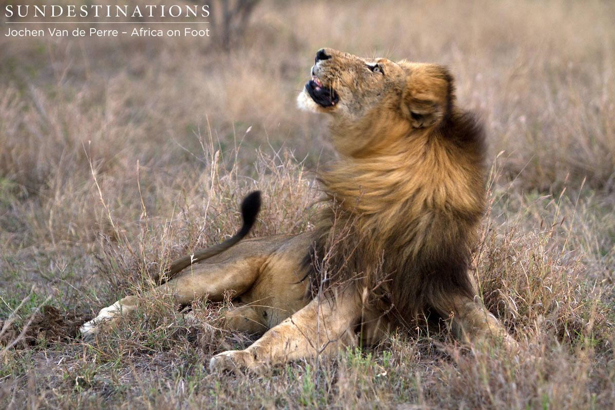 Trilogy Lion's Mane