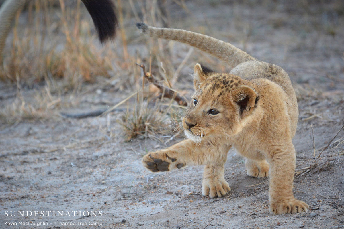 Lion Cub Lion Cub