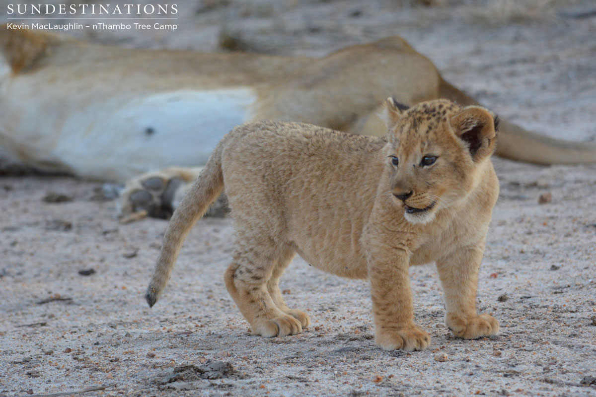 Lion Cubs in Klaserie Lion Cubs in Klaserie