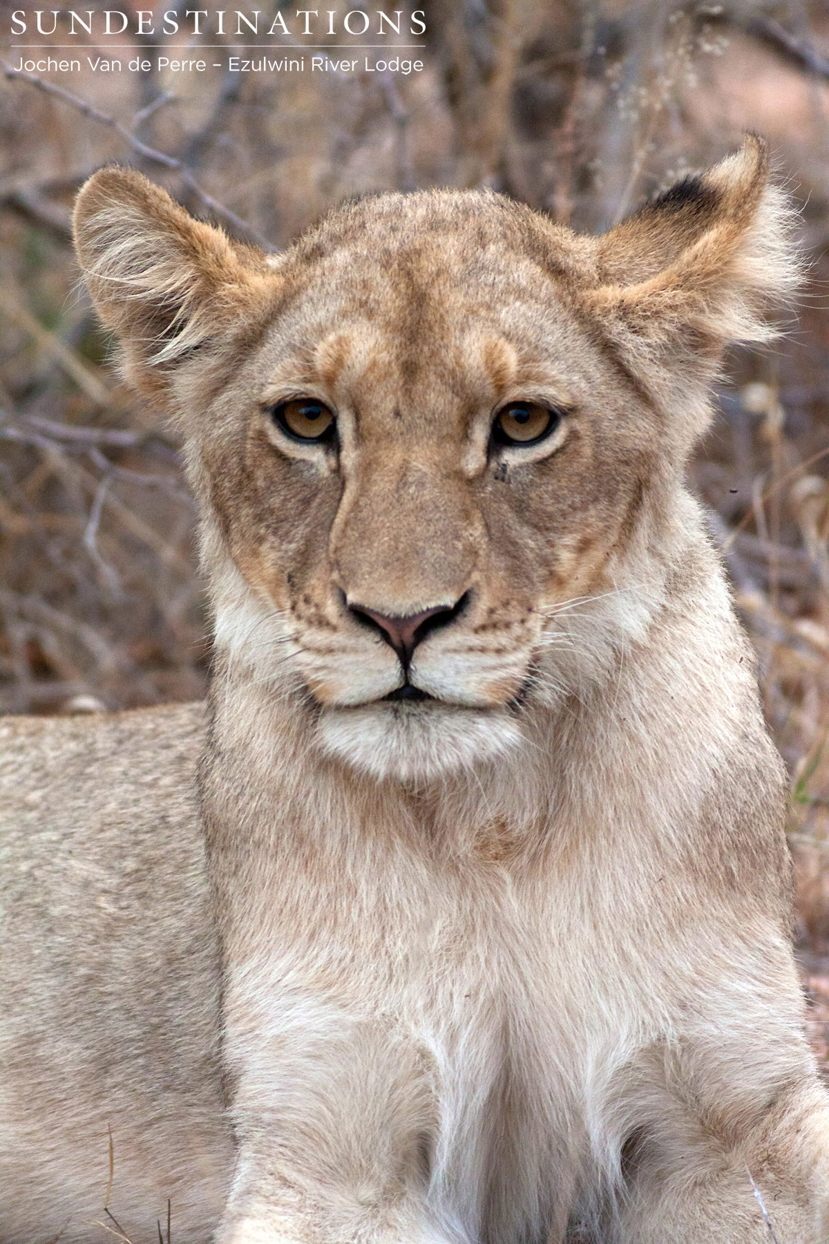 Olifants West Pride Olifants West Pride