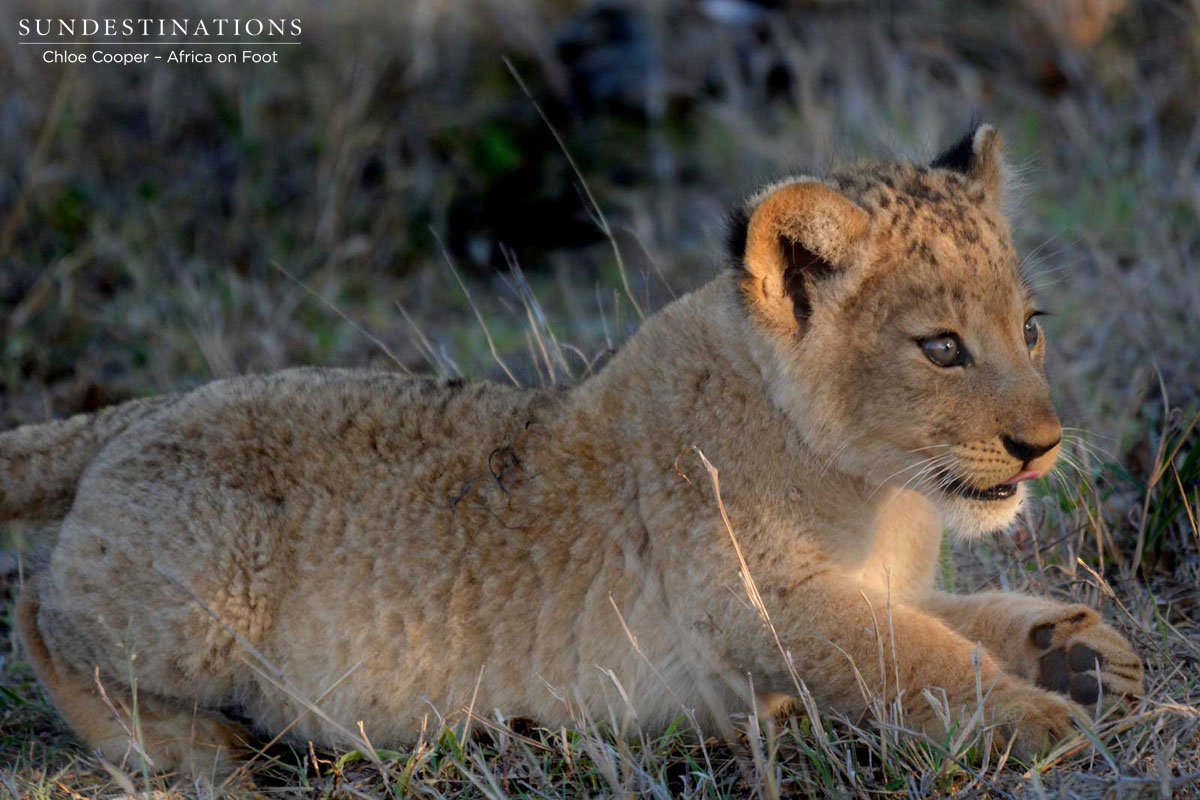 Cubs at Africa on Foot Cubs at Africa on Foot