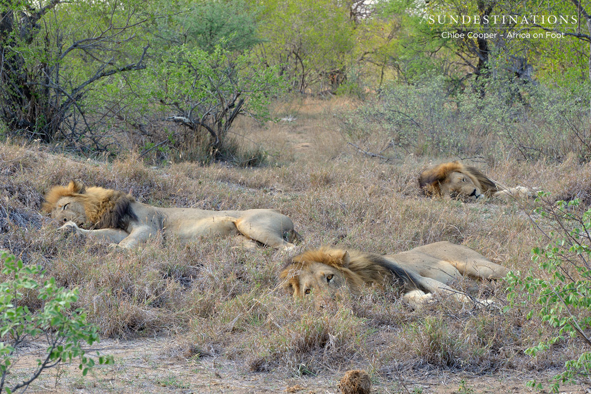 Trilogy Lions Trilogy Lions